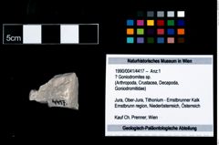 Foto (Objekt + Etikett) von ? Goniodromites sp.  (NHMW-GEO-1990-0041-4417)